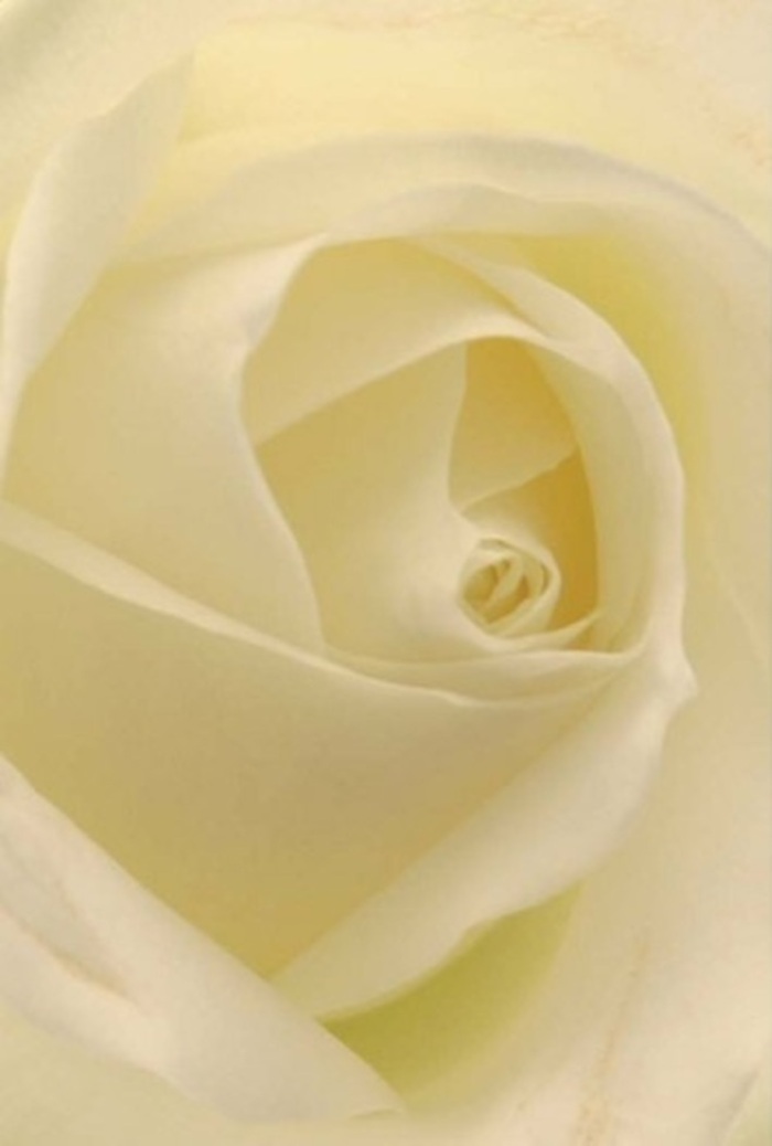 Gazing deeply into the creamy heart of this white rose, one becomes enveloped in a tapestry of softness and luminous shading. Each petal, layer upon layer, is shaped with an artisan's care, glowing gently under the ambient light that pours in much like a Hackney morning sun over the marshes. Subtle tones of ivory and softest cream interplay throughout the bloom, composing a visual symphony of tranquility and understated elegance. In this floral portrait, the nearly translucent outer petals cradle the rose's spiraling core, hinting at the purity and resilience found not just in nature, but in life's most meaningful occasions. For a local florist, this rose is more than a flower; it becomes a vessel for emotions-an eloquent gesture for heartfelt apologies, declarations of love, or wedding centrepieces that quietly enchant gatherings in Victoria Park or along the River Lea. The understated scent, imagined as fresh and pure as a spring morning, completes the experience, embodying the clean artistry and warmth that define Hackney Marshes Flowers' bouquets crafted for every mood and milestone.